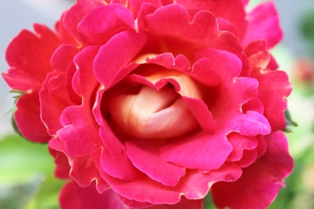 Rose_Kuss