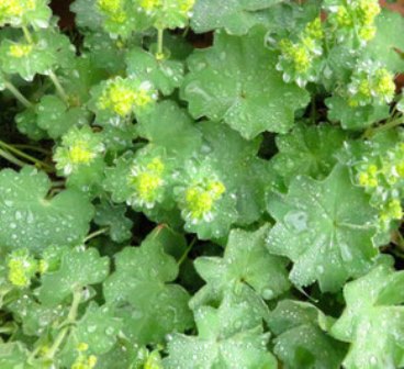 Alchemilla mollis – vielleicht findet auch der weiche Frauenmantel, bekannt als Himmelsträne, den die Alchemisten einst zur Herstellung von „himmlischem Wasser“ verwendeten, in deinen Garten? 