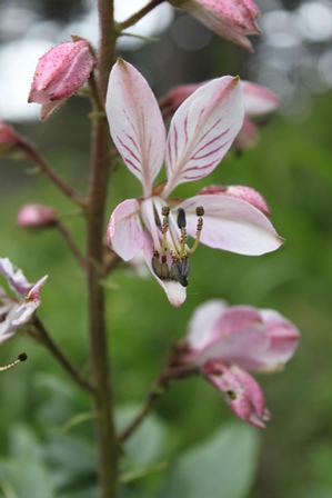 Wild auf Blumen