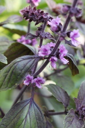 Schönheit der kleinen Dinge
