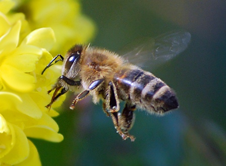 Von Bienen und Menschen