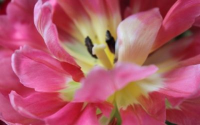 Wenn Wünsche wahr werden