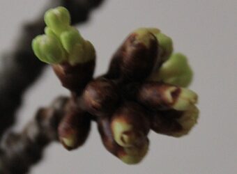 Weihnachtswunderland