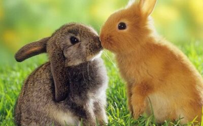 Geduldig wie die Kaninchen