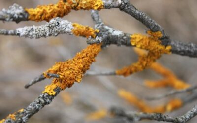 Die Kunst der kleinen Schritte